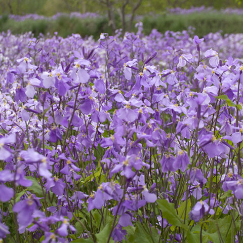 Orychophragmus Violaceus & Chinese Violet Cress Seeds