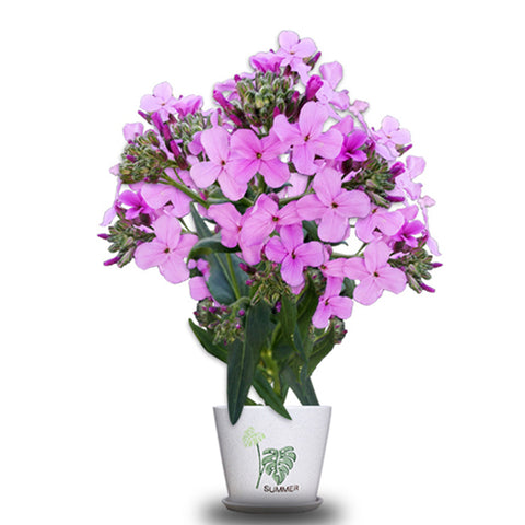 Orychophragmus Violaceus & Chinese Violet Cress Seeds