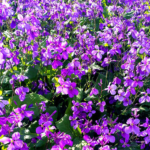 Orychophragmus-Violaceus-Chinese-Violet-Cress-Seeds