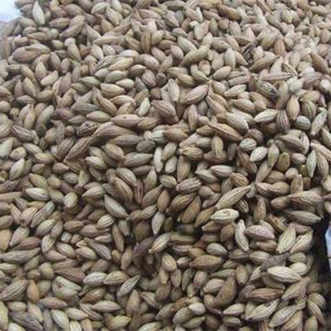 Osmanthus fragrans & Sweet osmanthus Seeds