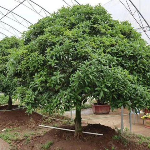 Osmanthus fragrans & Sweet osmanthus Seeds