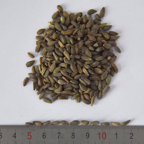 Osteospermum-Ecklonis-African-Daisy-Cape-Daisy-Seeds