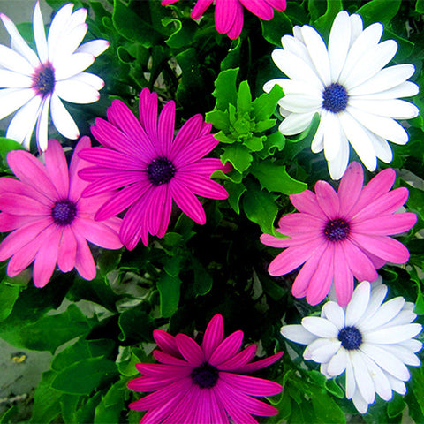 Osteospermum-Ecklonis-African-Daisy-Cape-Daisy-Seeds