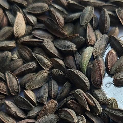 Osteospermum Ecklonis & African Daisy Seeds