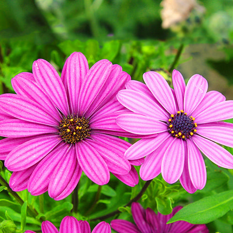 Osteospermum Ecklonis & African Daisy Seeds