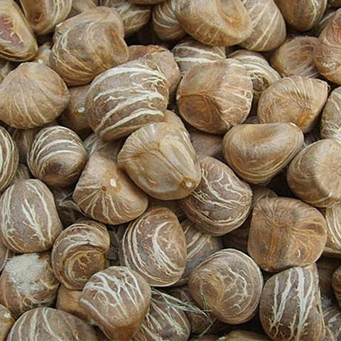 Pachira-glabra-Guinea-peanut-Seeds