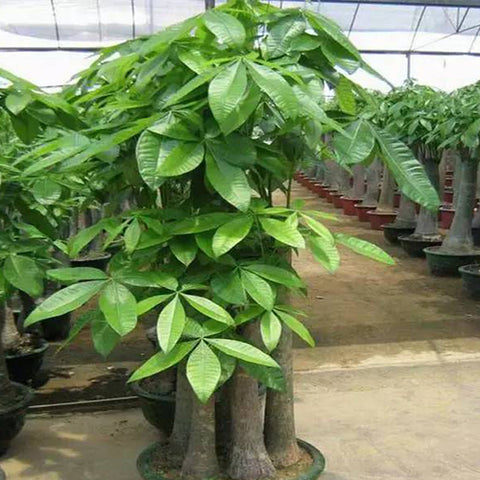 Pachira-glabra-Guinea-peanut-Seeds