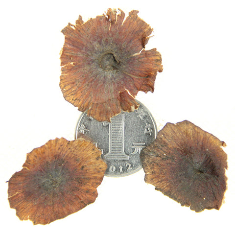 Paliurus-hemsleyanus-Coin-tree-Seeds
