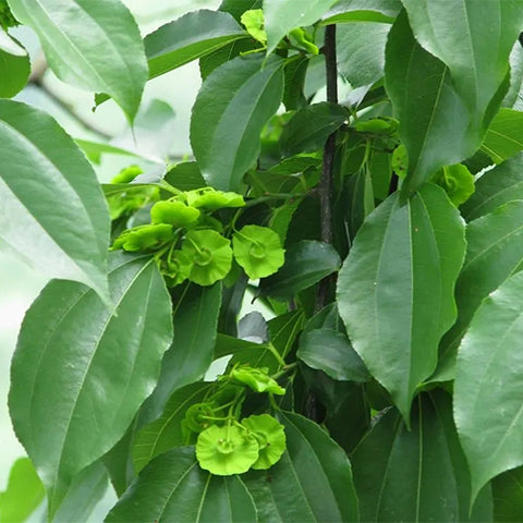 Paliurus-hemsleyanus-Coin-tree-Seeds