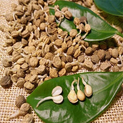 Panax Ginseng & Ginseng Seeds