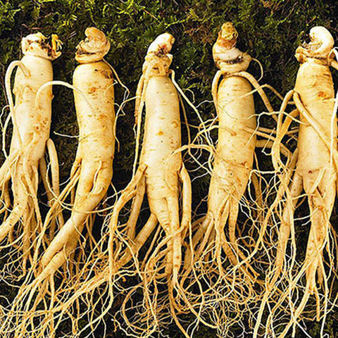 Panax Ginseng & Ginseng Seeds