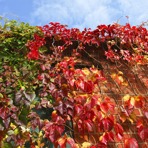 Parthenocissus-henryana-Red-leaf-creeper-Seeds