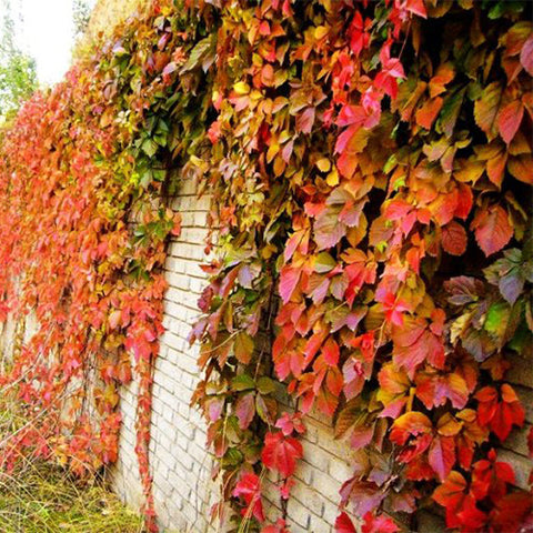Parthenocissus-henryana-Red-leaf-creeper-Seeds