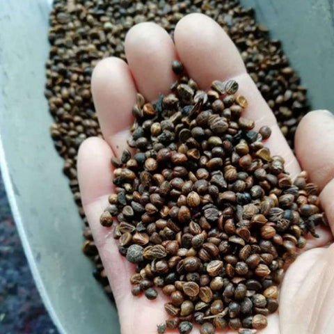 Parthenocissus-tricuspidata-Boston-ivy-Seeds