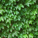 Parthenocissus-tricuspidata-Boston-ivy-Seeds
