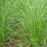 Paspalum notatum & Bahiagrass Seeds