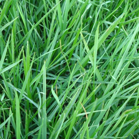 Paspalum notatum & Bahiagrass Seeds