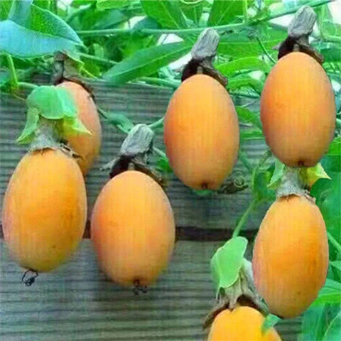 Passiflora-edulia-Golden-honey-passion-fruit-Seeds
