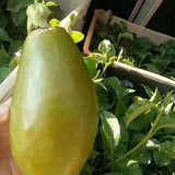 Passiflora-edulia-Papaya-Passion-Fruit-Seeds