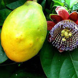 Passiflora-edulia-Papaya-Passion-Fruit-Seeds