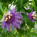 Passiflora-edulia-Purple-passion-fruit-Seeds