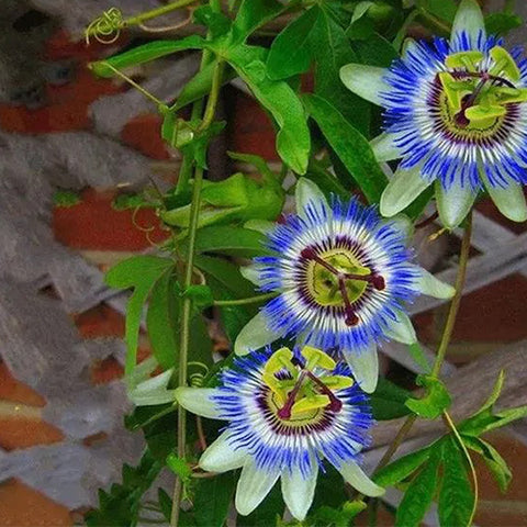 Passiflora-edulia-Red-meat-passion-fruit-Seeds