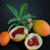 Passiflora-edulia-Red-meat-passion-fruit-Seeds