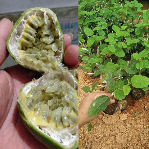 Passiflora-edulia-Watermelon-passion-fruit-Seeds
