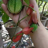 Passiflora-edulia-Watermelon-passion-fruit-Seeds