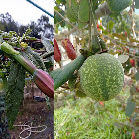 Passiflora-edulia-Watermelon-passion-fruit-Seeds