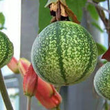 Passiflora-edulia-Watermelon-passion-fruit-Seeds