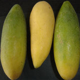 Passiflora-tarminiana-Banana-passionfruit-Seeds