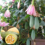 Passiflora-tarminiana-Banana-passionfruit-Seeds