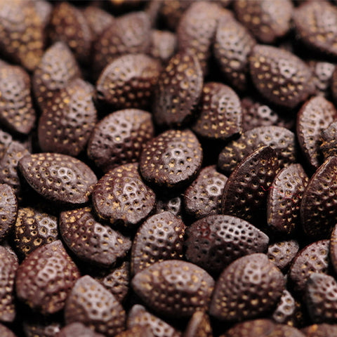 Passionfora-edulis-Golden-Passion-Fruit-Seeds