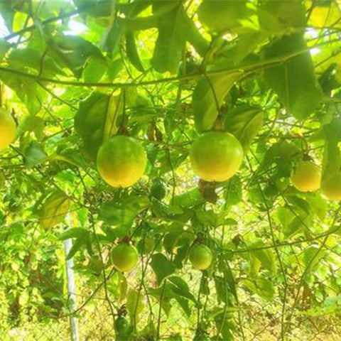 Passionfora-edulis-Golden-Passion-Fruit-Seeds