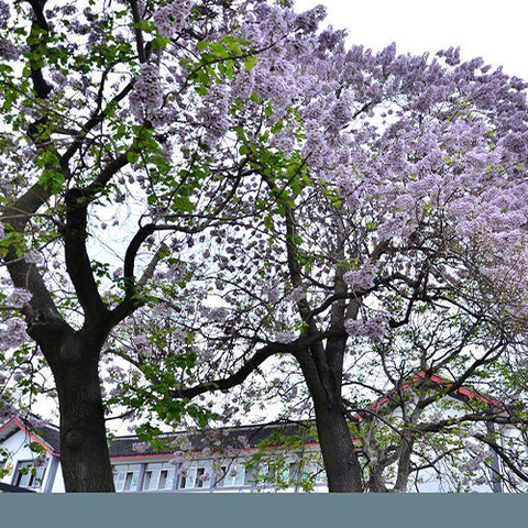 Paulownia fortunei & Dragontree seeds