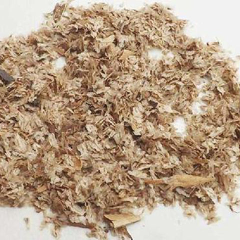 Paulownia fortunei & Dragontree seeds