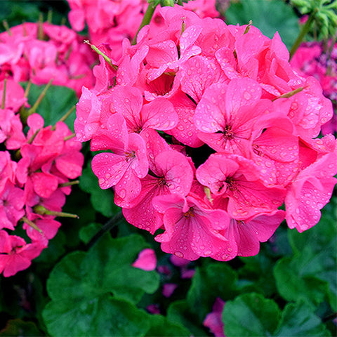 Pelargonium-Hortorum-Geranium-Seeds