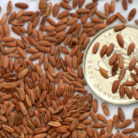 Pelargonium-Hortorum-Geranium-Seeds