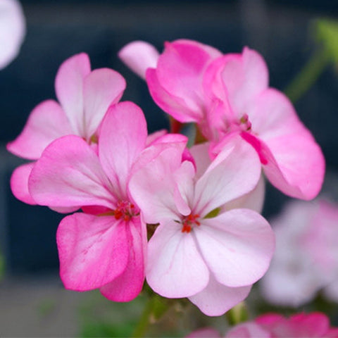 Pelargonium-Hortorum-Geranium-Seeds