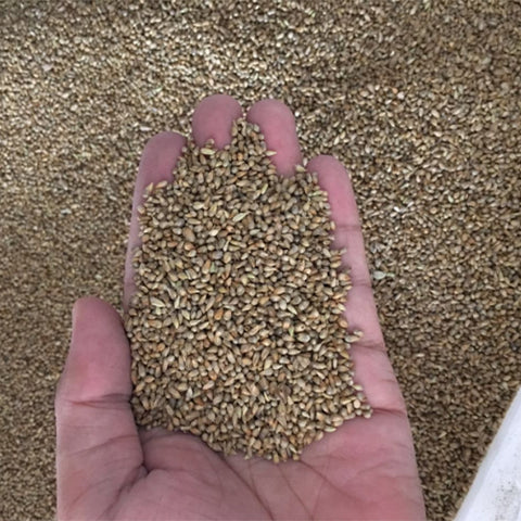 Pennisetum-alopecuroides-Chinese-pennisetum-Seeds