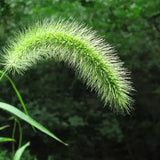 Pennisetum-alopecuroides-Chinese-pennisetum-Seeds