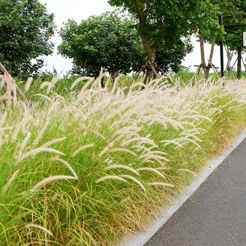 Pennisetum-alopecuroides-Chinese-pennisetum-Seeds