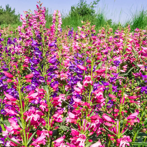 Penstemon Campanulatus & Penstemon Seeds