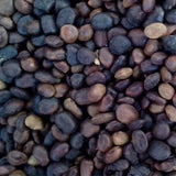 Pepino-Melon-Solanum-muricatum-Seeds