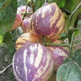 Pepino-Melon-Solanum-muricatum-Seeds