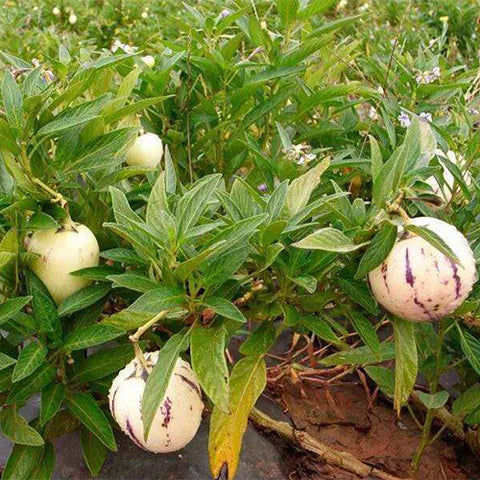 Pepino-Melon-Solanum-muricatum-Seeds