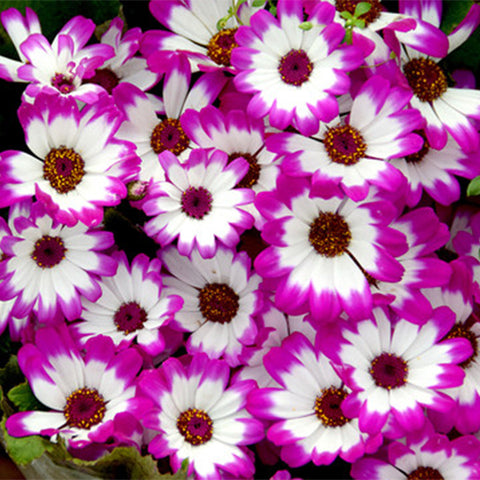Pericallis-Hybrida-Cineraria-Seeds