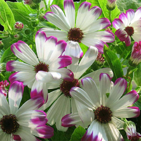 Pericallis-Hybrida-Cineraria-Seeds