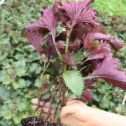 Perilla-Frutescens-Large-Leaf-Perilla-Seeds